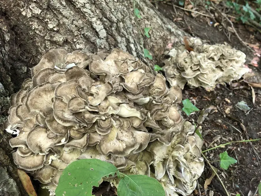 Hen of the woods (maitake) (Grifola frondosa)