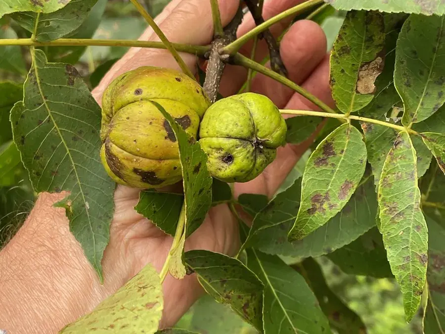 Shagbark hickory nuts (Carya ovata)