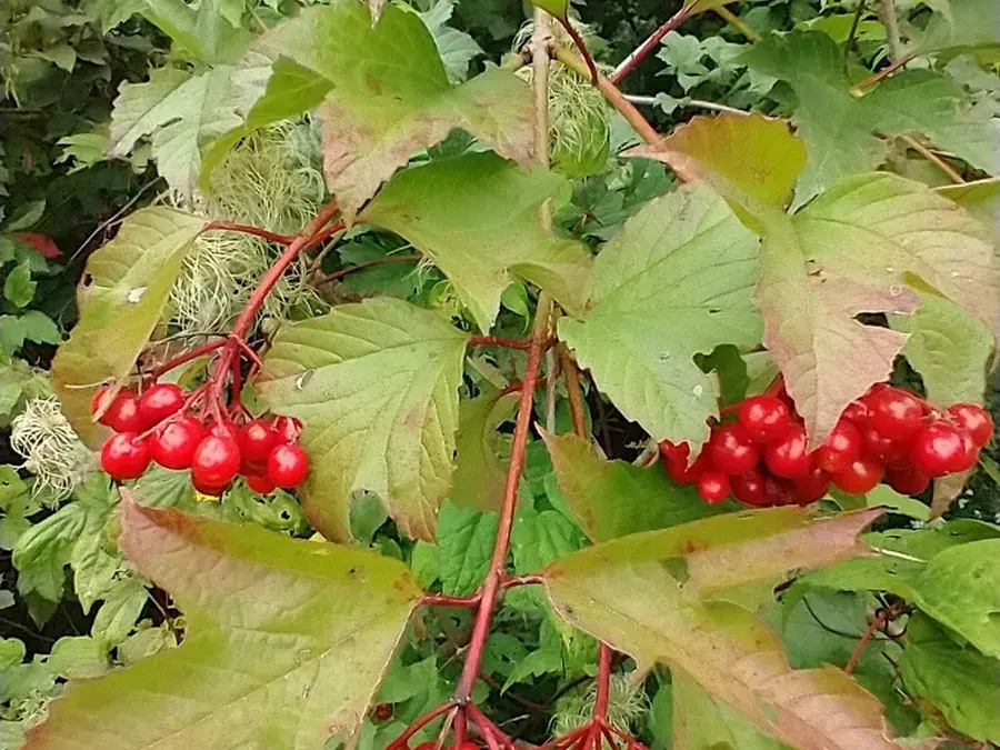 Highbush cranberry (Viburnum trilobum)