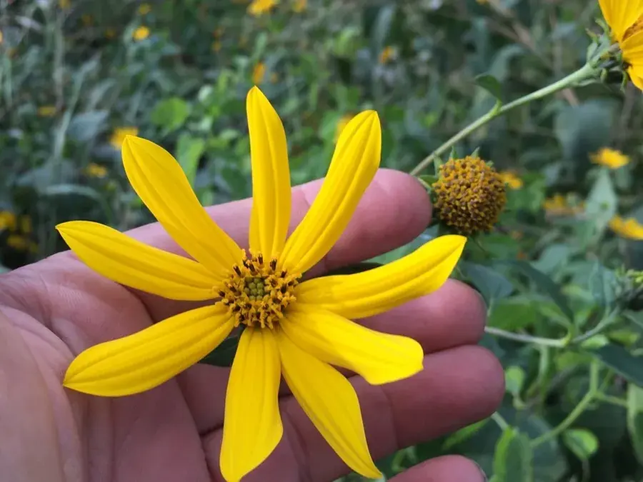 Jerusalem artichoke (sunchoke) (Helianthus tuberosus)