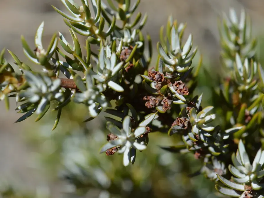 Juniper berries (Juniperus communis)