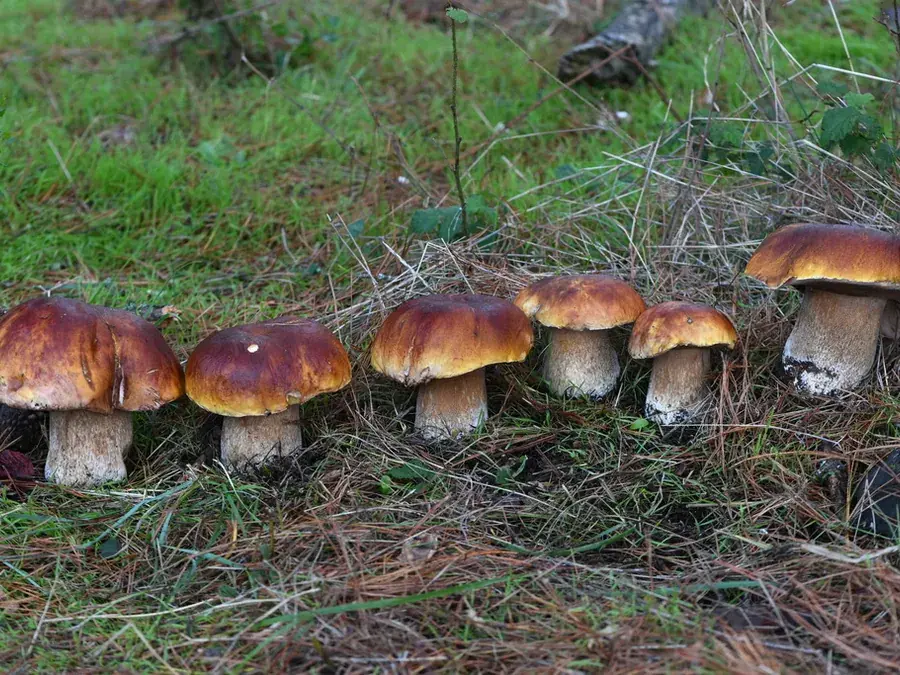 King bolete (porcini) (Boletus edulis)