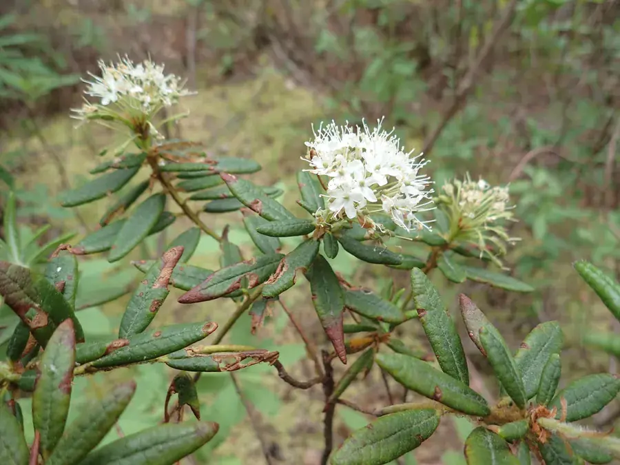 Labrador tea (Rhododendron groenlandicum)