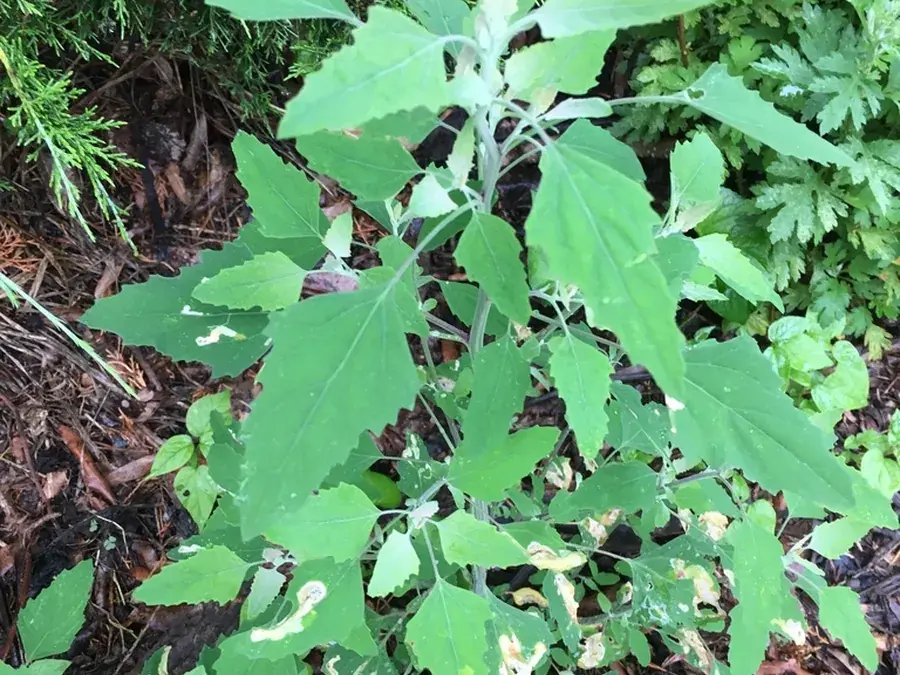 Lamb's quarters (Chenopodium album)