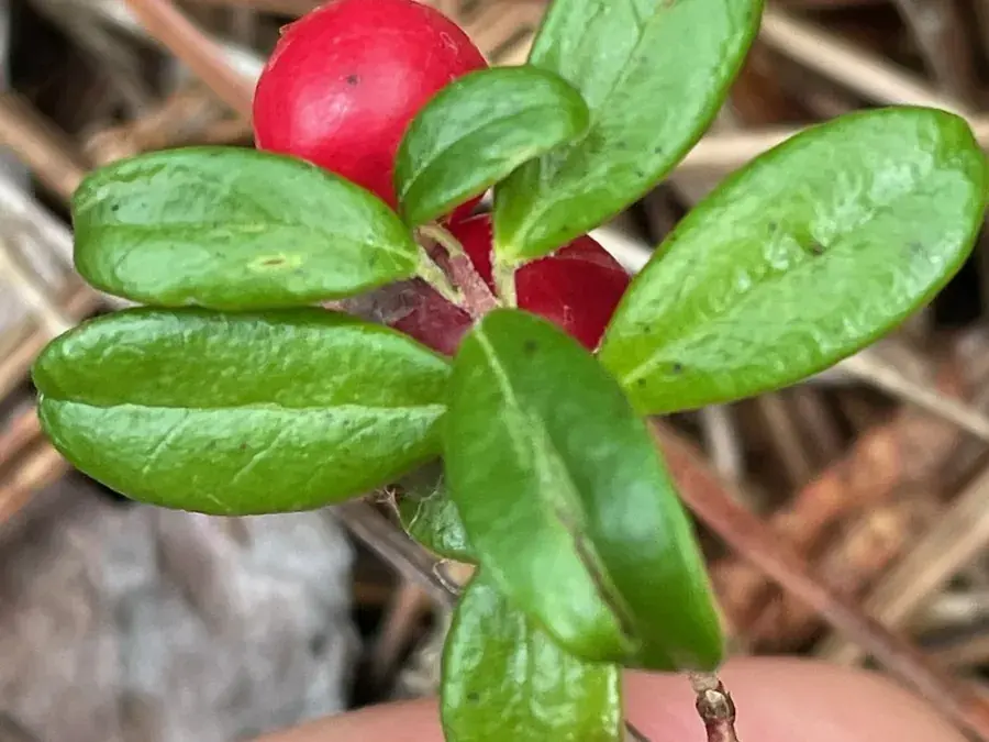 Lingonberry (partridgeberry) (Vaccinium vitis-idaea)