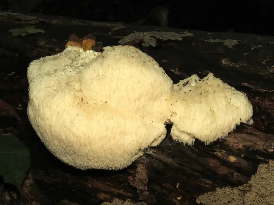 Lion's mane (Hericium erinaceus)