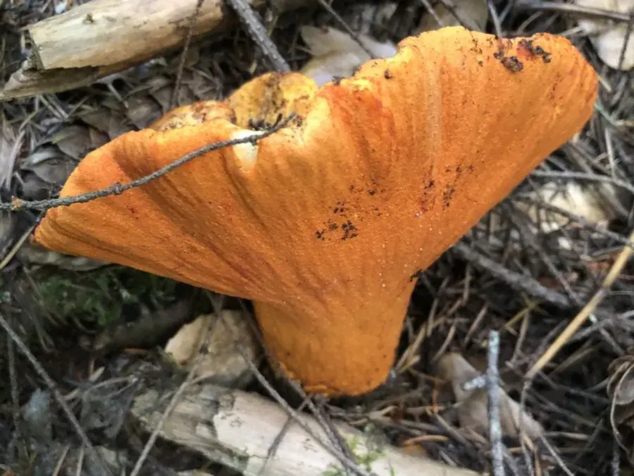 Lobster mushroom (Hypomyces lactifluorum)