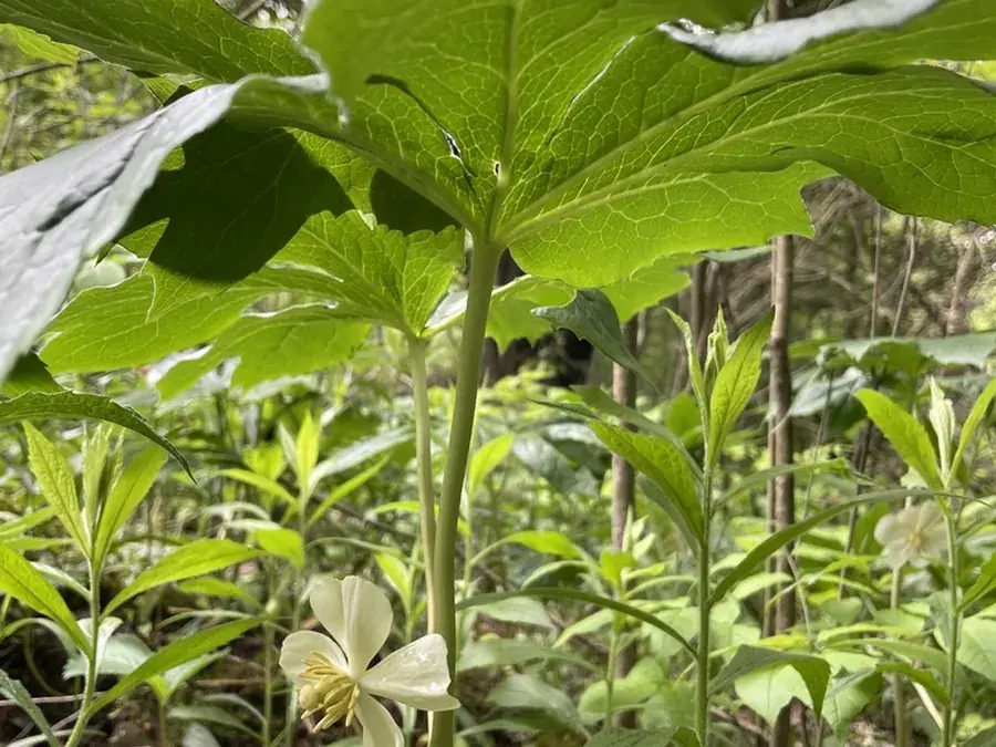 Mayapple (Podophyllum peltatum)