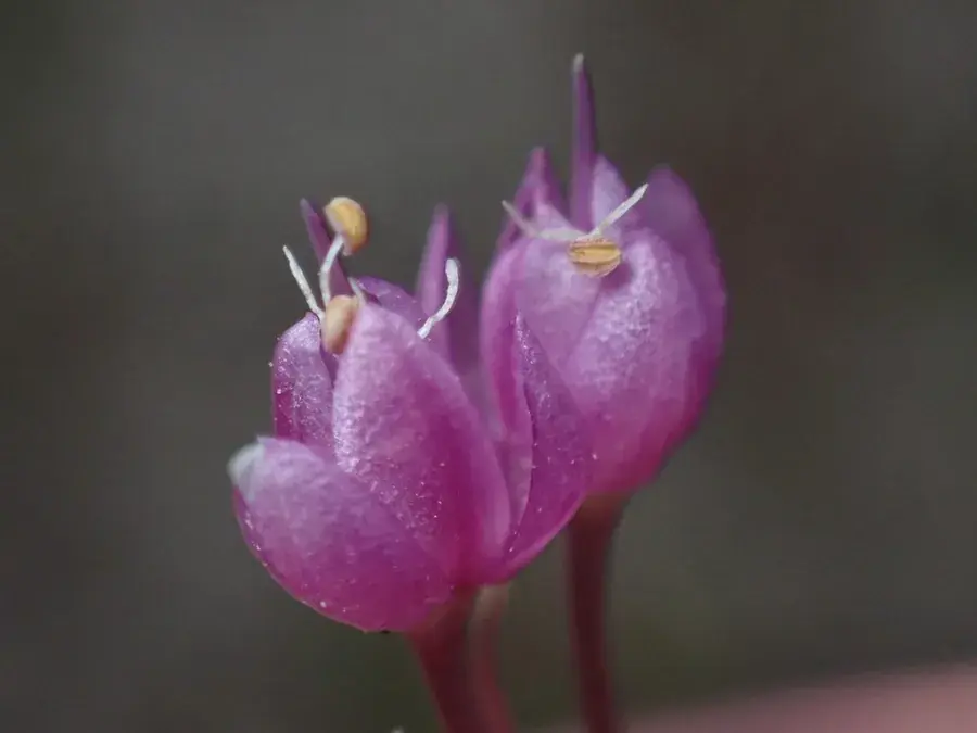 Nodding onion (Allium cernuum)