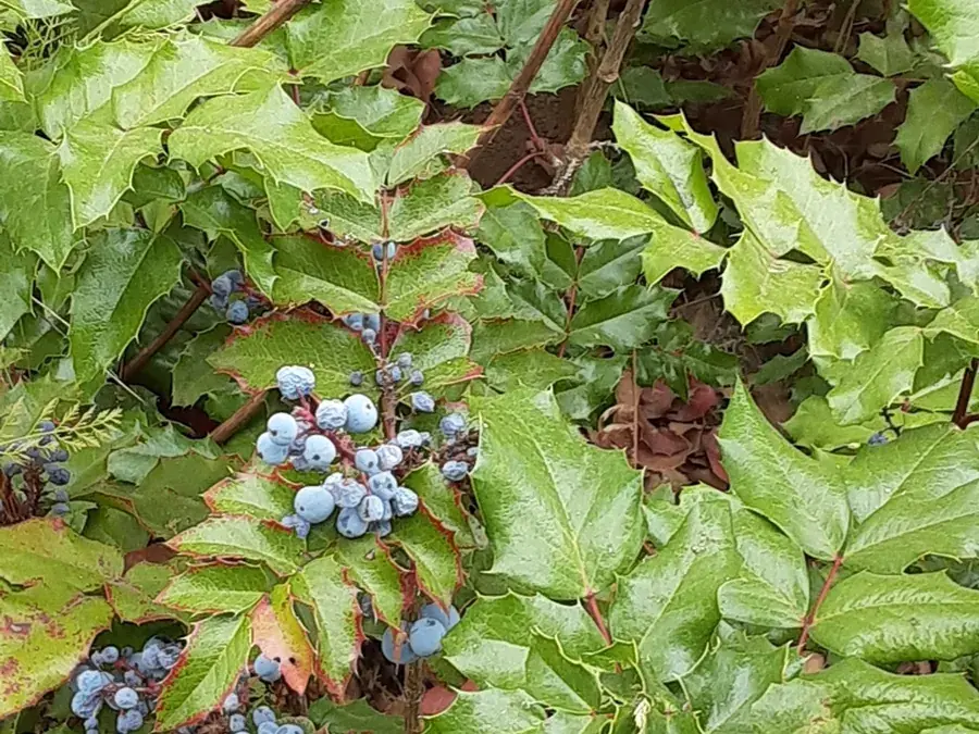 Oregon grape (Berberis aquifolium)