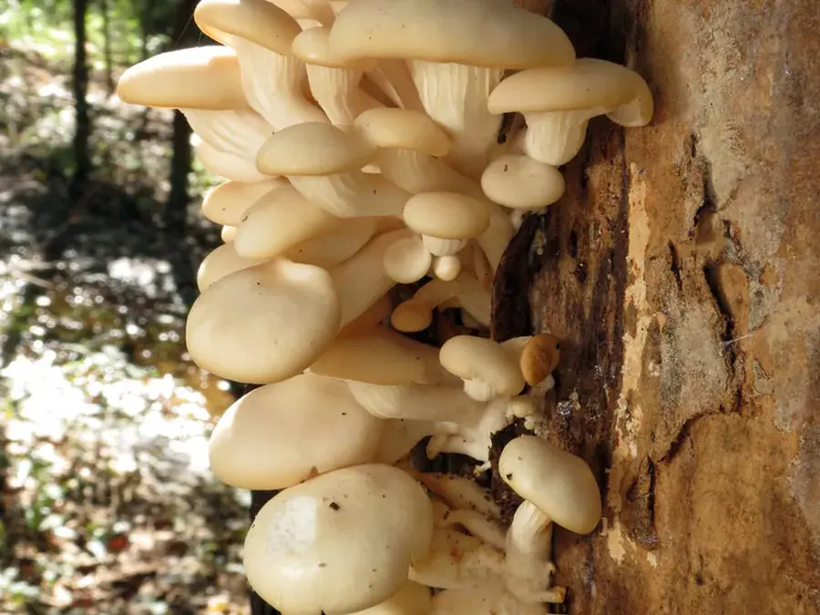 Oyster mushroom (Pleurotus ostreatus)