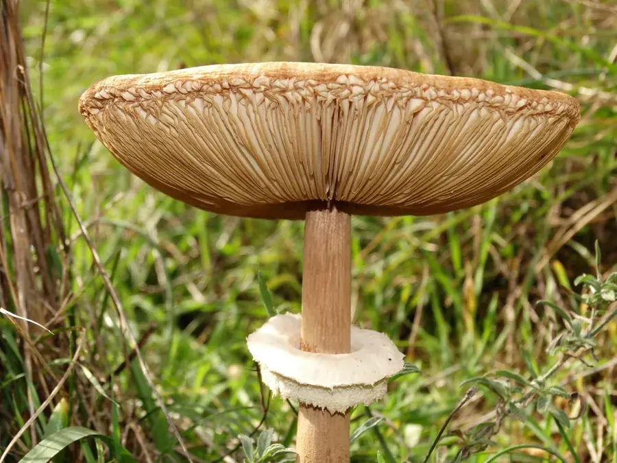 Parasol mushroom (Macrolepiota procera)