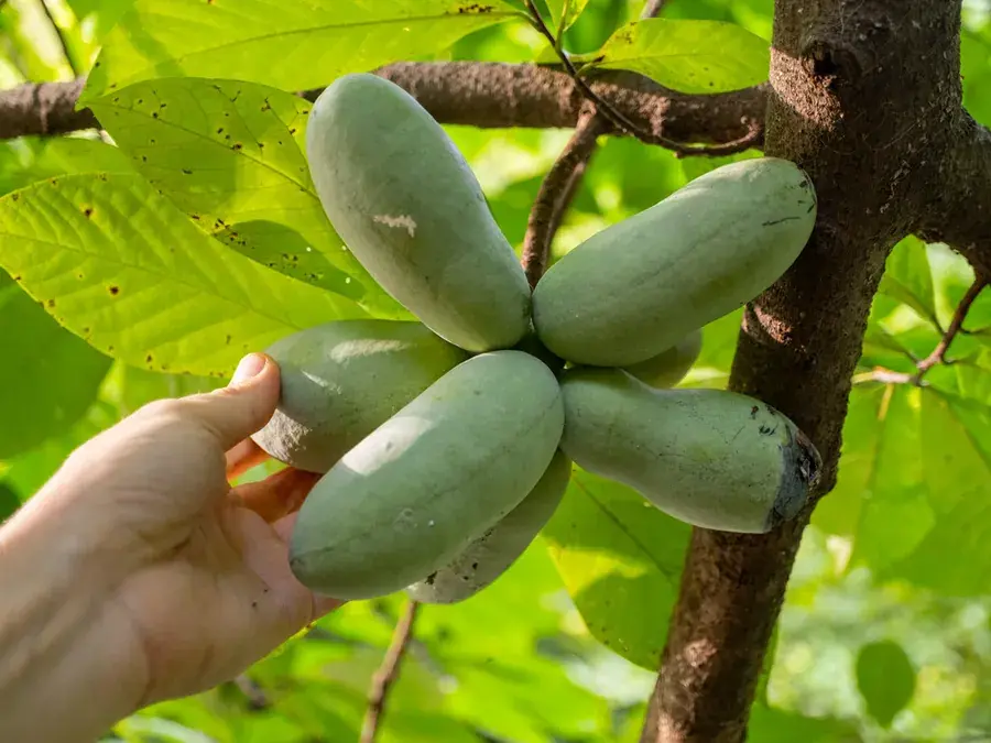 Pawpaw (Asimina triloba)