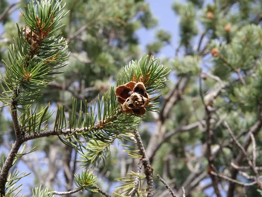 Pinyon pine nuts (piñon) (Pinus edulis)