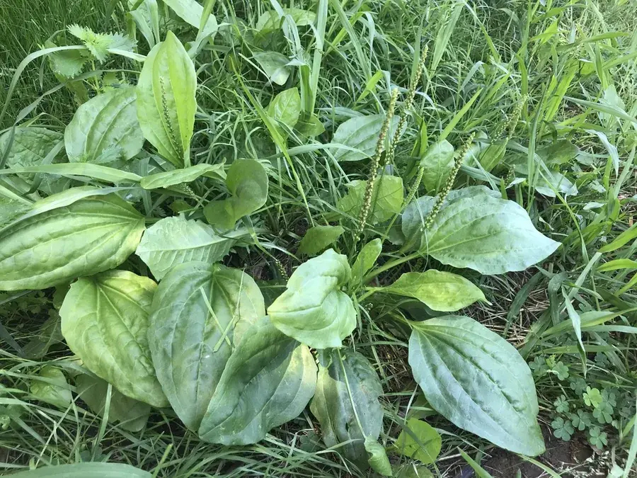 Broadleaf plantain (Plantago major)