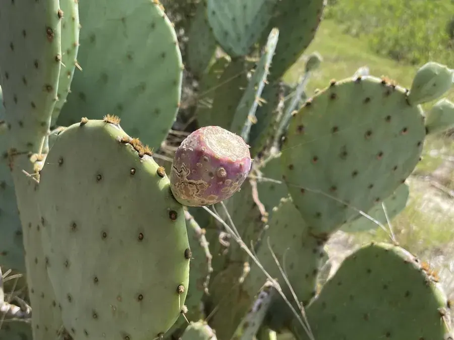 Prickly pear (tunas & nopales) (Opuntia engelmannii)
