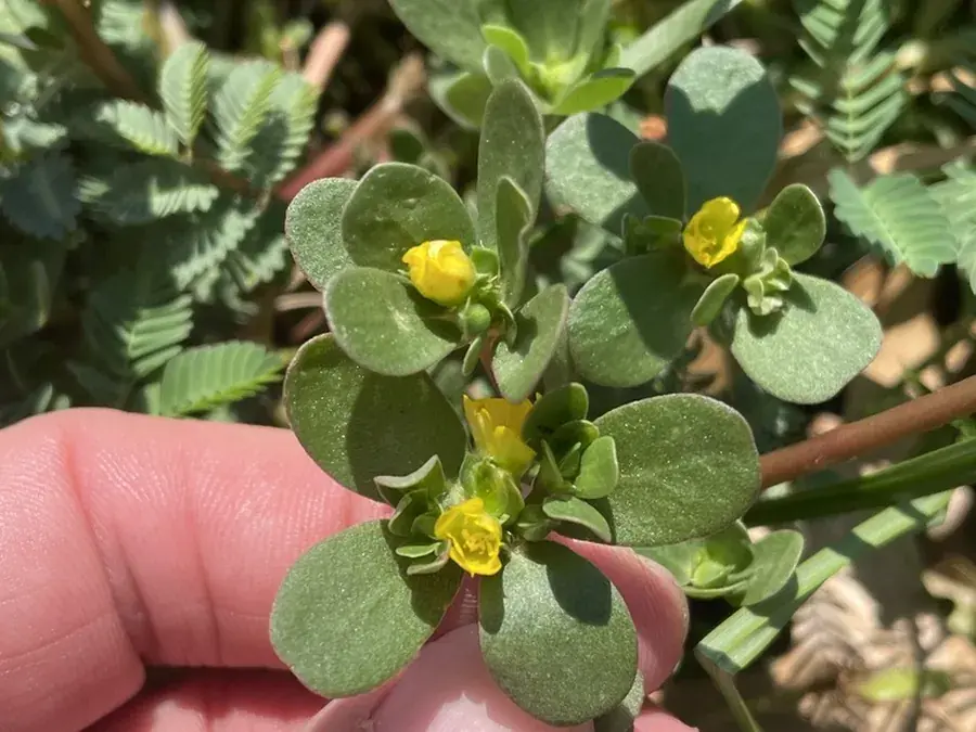Purslane (Portulaca oleracea)