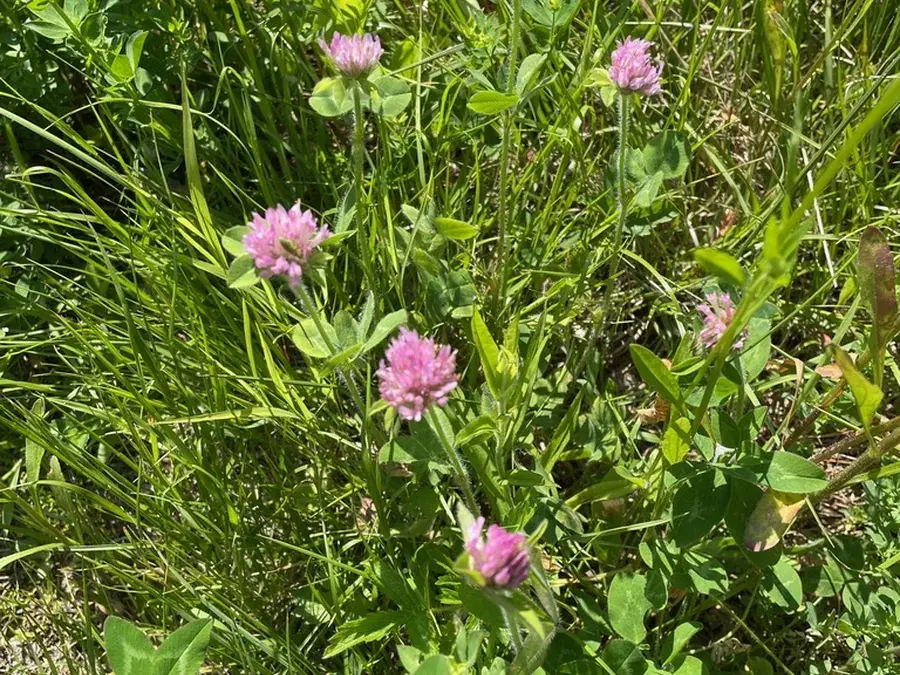 Red clover (Trifolium pratense)