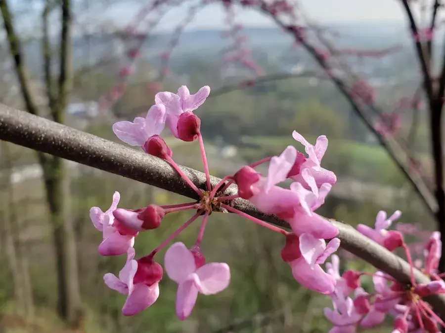 Redbud flowers (Cercis canadensis)