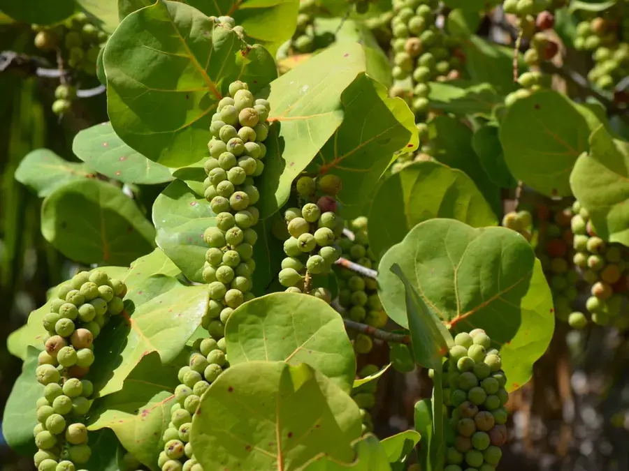 Sea grape (Coccoloba uvifera)