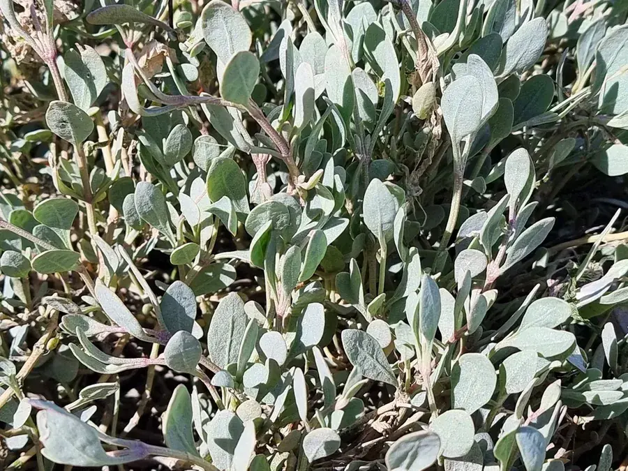 Sea purslane (Atriplex portulacoides)