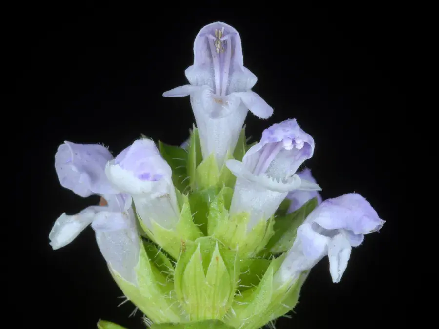 Selfheal (heal-all) (Prunella vulgaris)