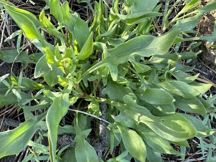 Sheep sorrel (Rumex acetosella)