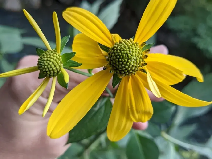 Sochan (cutleaf coneflower) (Rudbeckia laciniata)