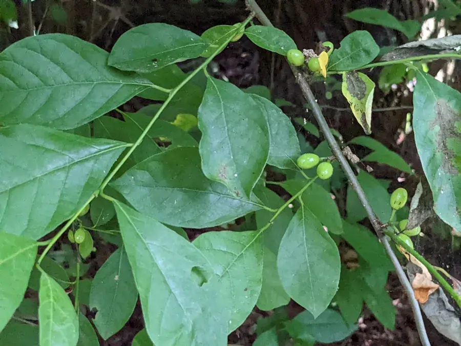 Spicebush (Lindera benzoin)