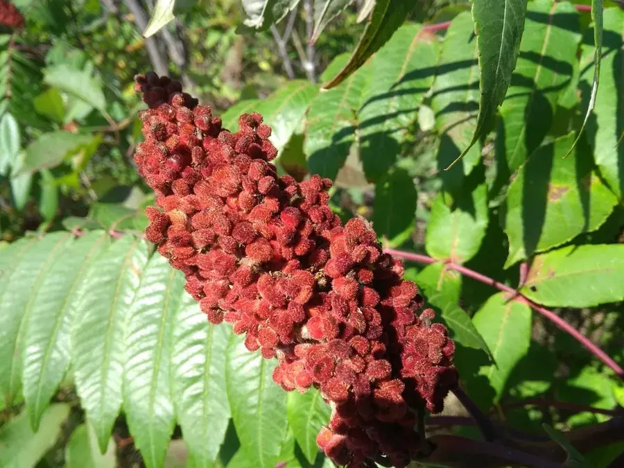 Staghorn sumac (Rhus typhina)