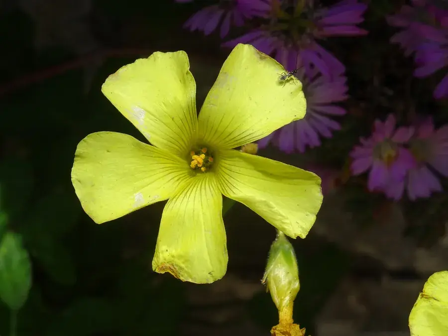Sorrel (suring) (Oxalis pes-caprae)