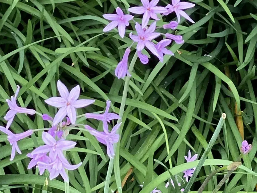 Wild garlic (Tulbaghia) (Tulbaghia violacea)