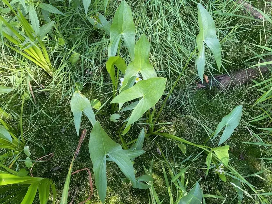 Wapato (arrowhead) (Sagittaria latifolia)