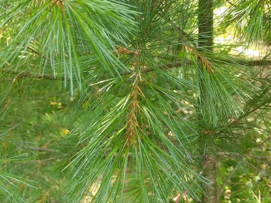 Eastern white pine (Pinus strobus)