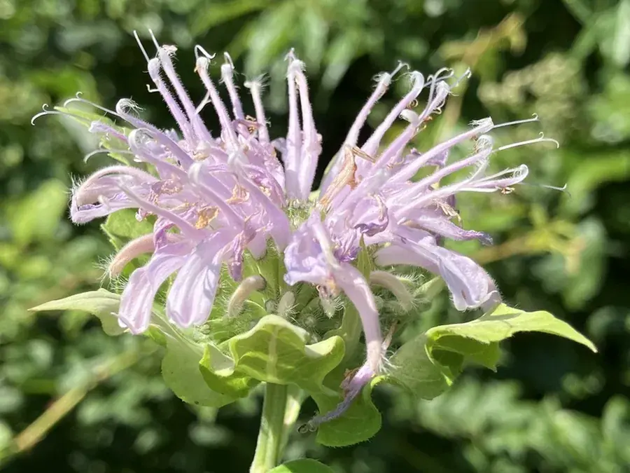 Wild bergamot (bee balm) (Monarda fistulosa)