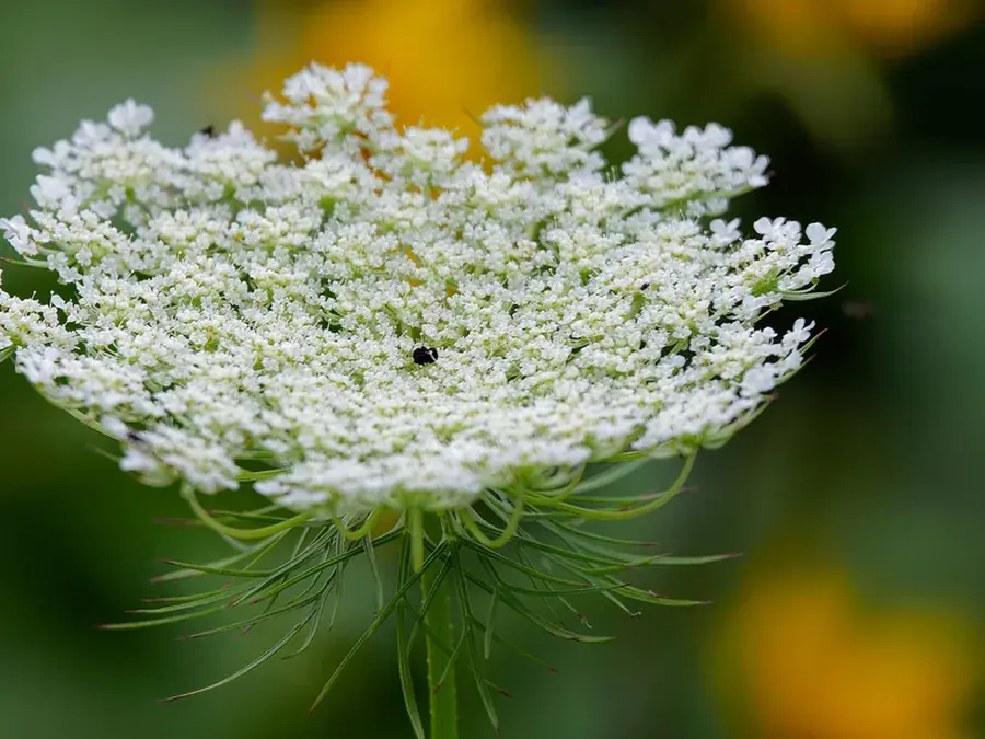 Wild carrot (Queen Anne's lace) (Daucus carota)