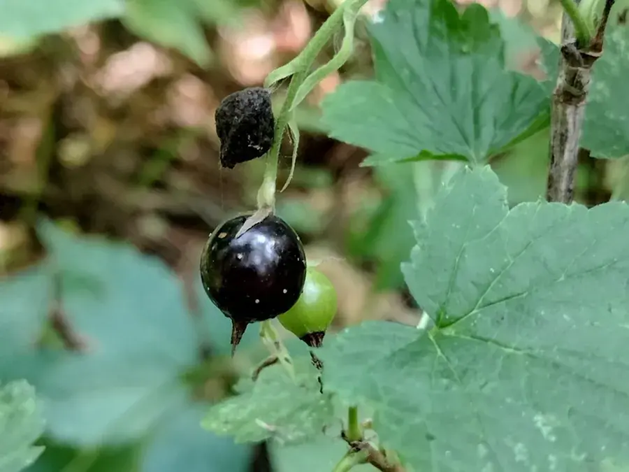 Wild currants and gooseberries (Ribes spp.)