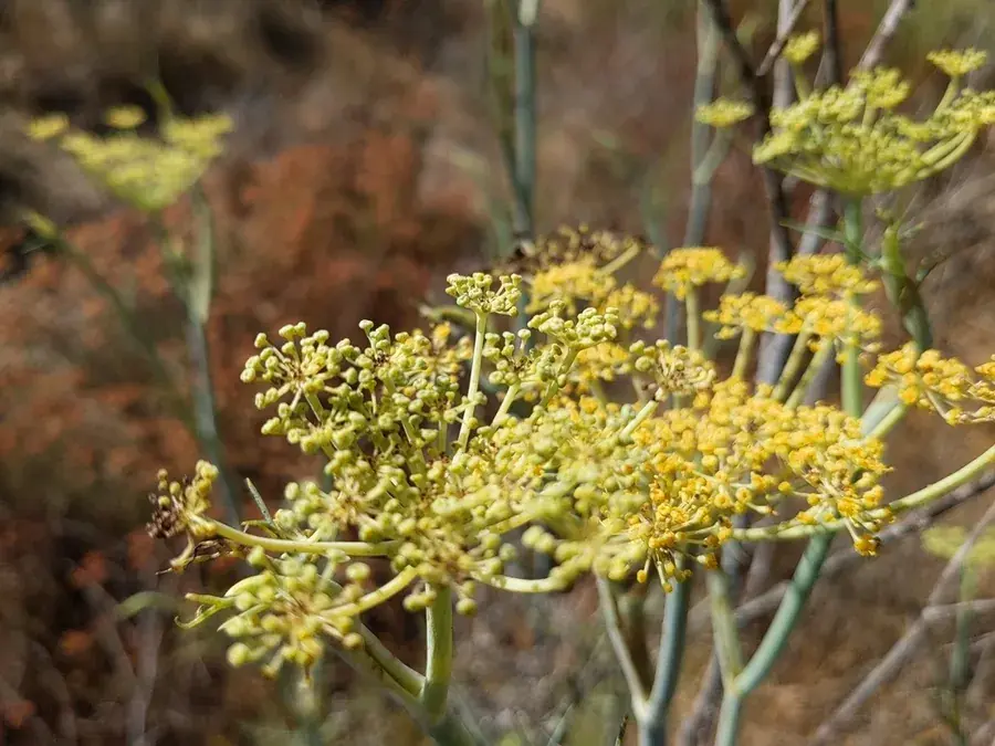 Wild fennel (Foeniculum vulgare)