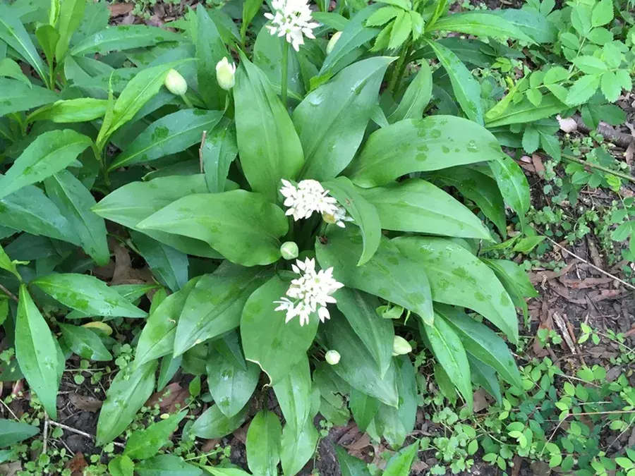 Wild garlic (ramsons) (Allium ursinum)