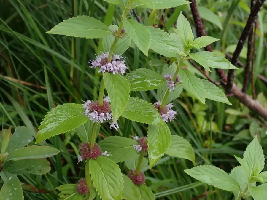 Wild mint (Canada mint) (Mentha canadensis)
