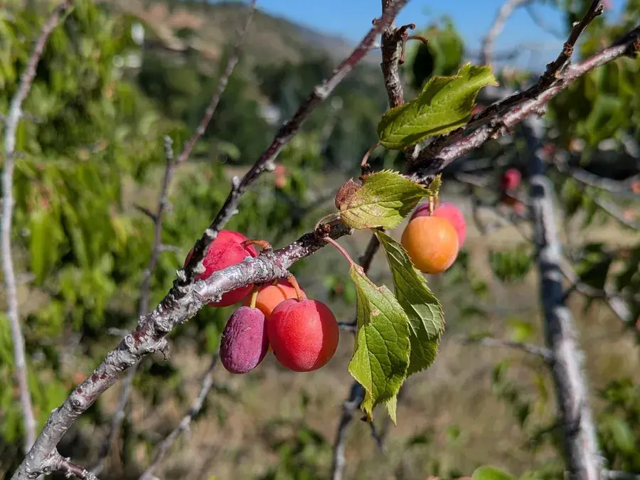 Wild plums (Prunus americana)