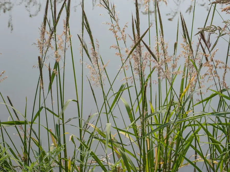Wild rice (Zizania palustris)