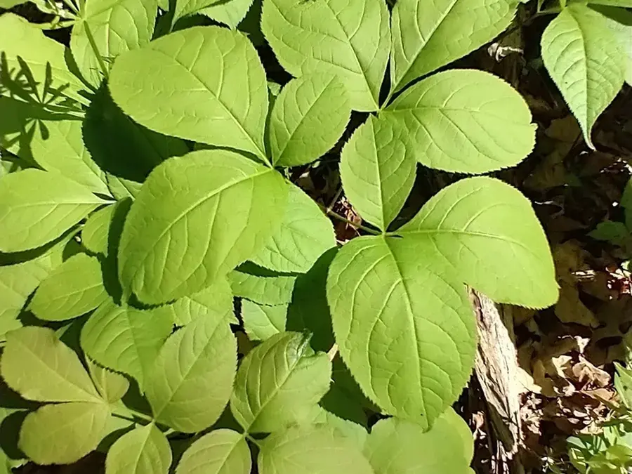 Wild sarsaparilla (Aralia nudicaulis)