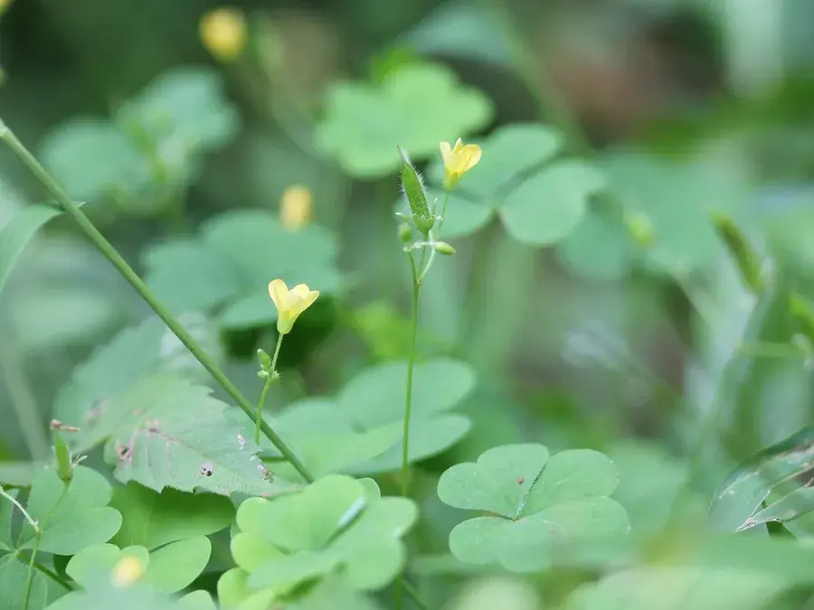 Wood sorrel (Oxalis stricta)