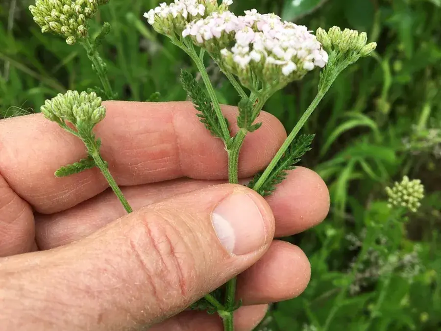 Yarrow (Achillea millefolium)