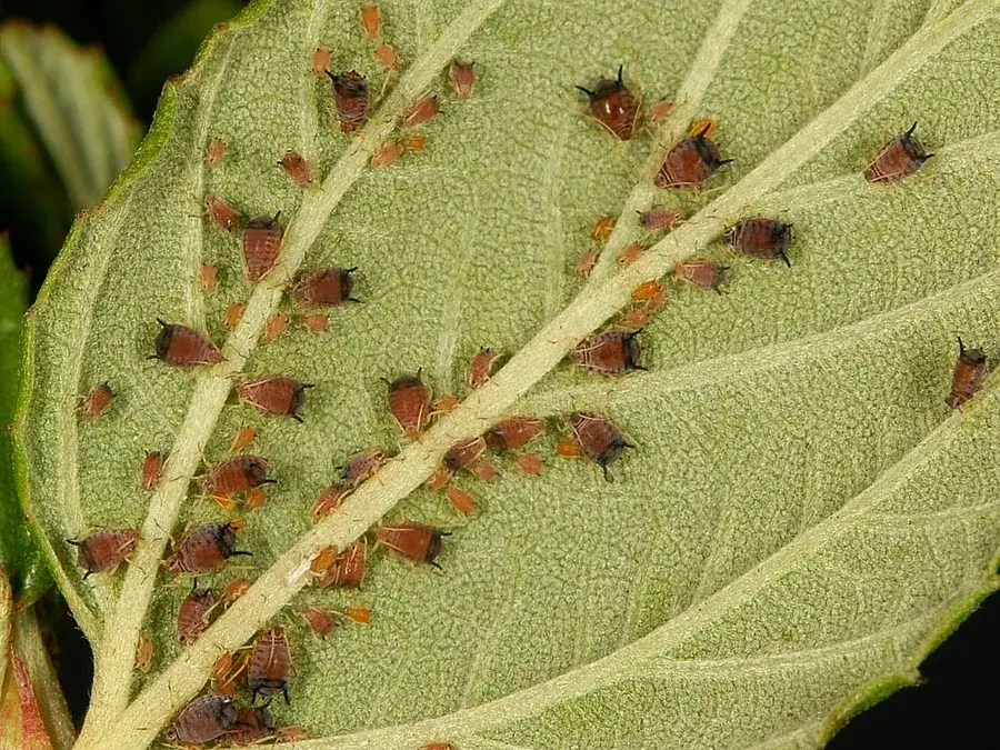Aphids (Aphidoidea)
