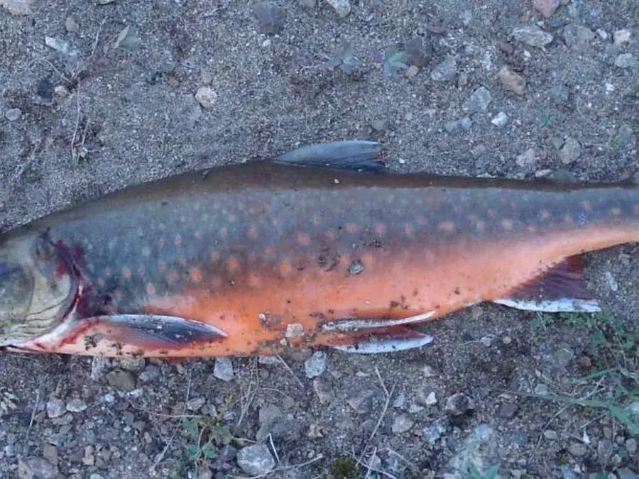 Arctic char (Salvelinus alpinus)