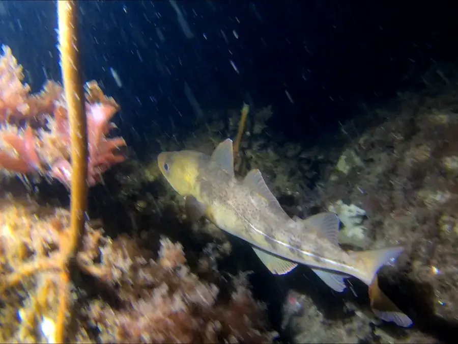 Atlantic cod (Gadus morhua)