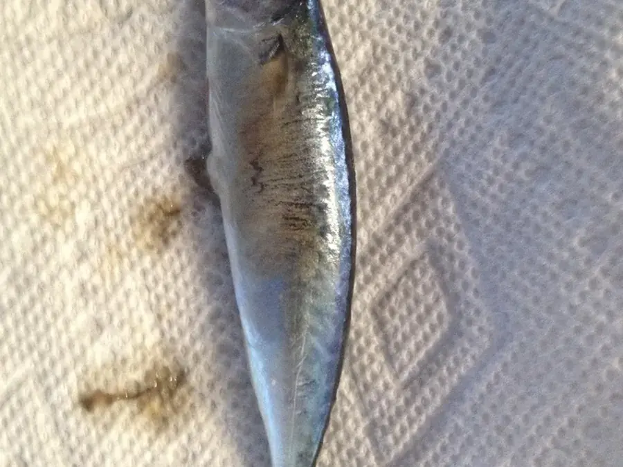 Atlantic mackerel (Scomber scombrus)