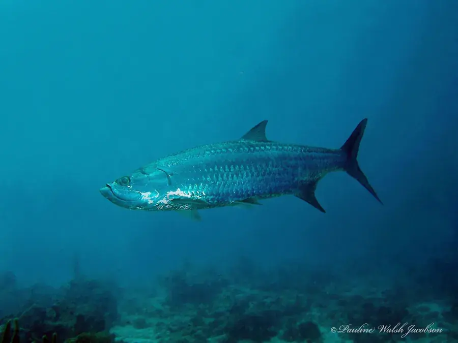 Atlantic tarpon (Megalops atlanticus)